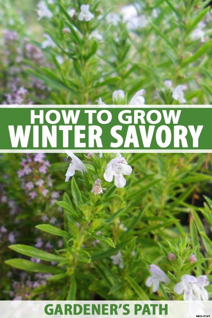 How to Grow Winter Savory