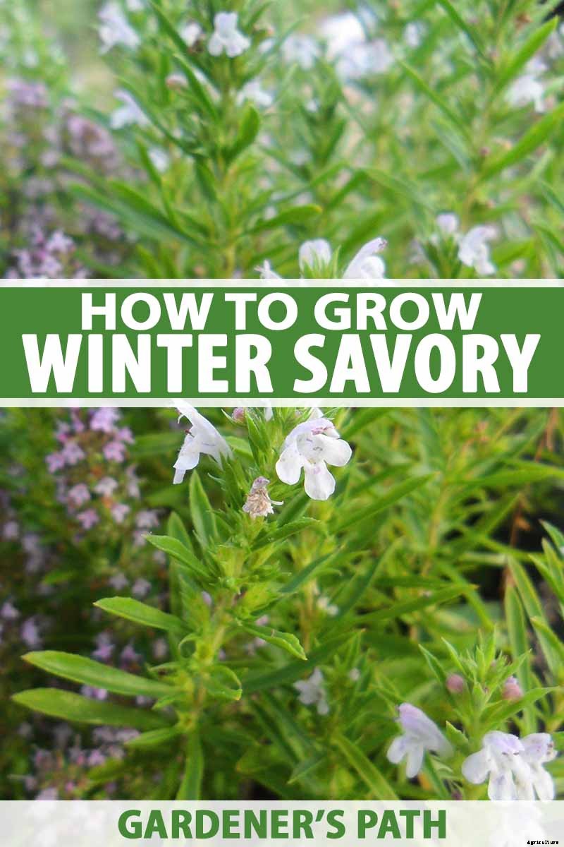 How to Grow Winter Savory