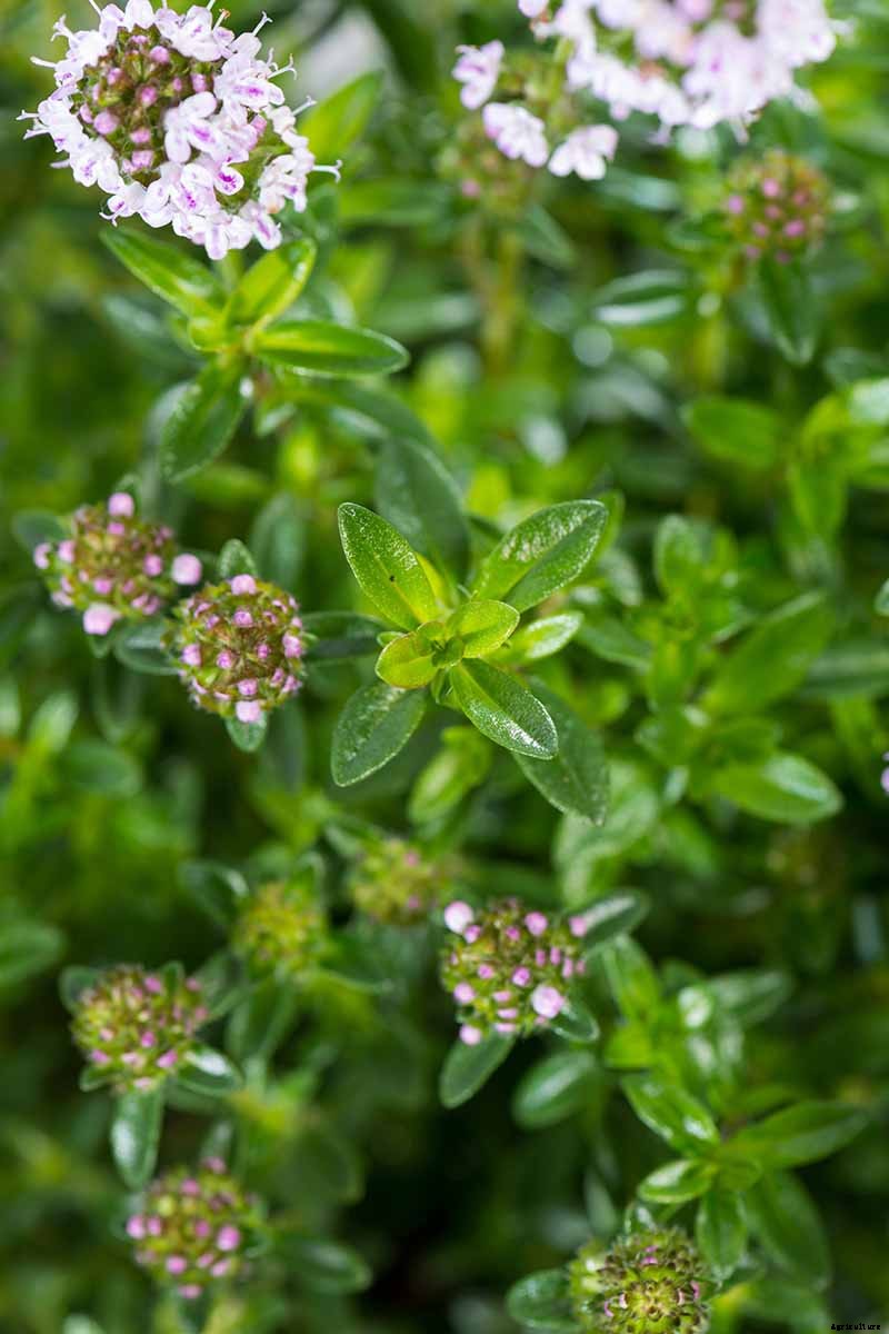 How to Grow Winter Savory