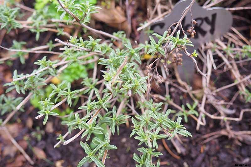 How to Grow Winter Savory