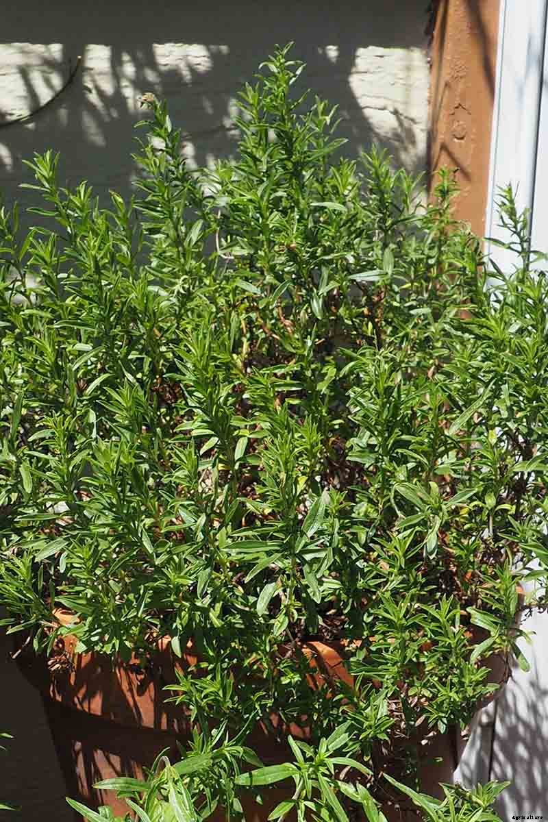 How to Grow Winter Savory