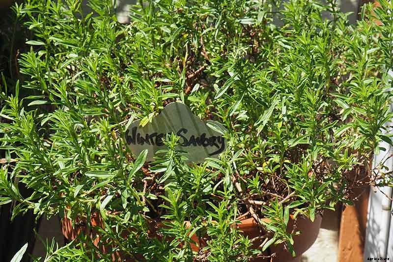 How to Grow Winter Savory