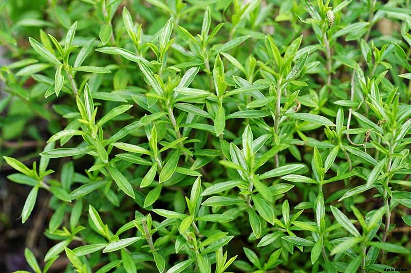 How to Grow Winter Savory