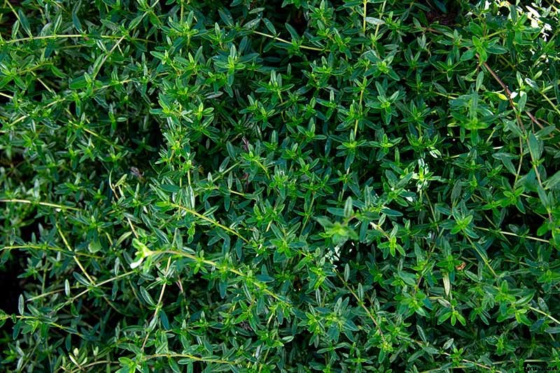 How to Grow Winter Savory