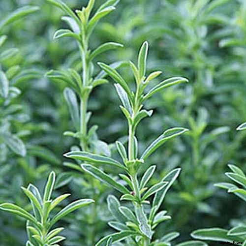 How to Grow Winter Savory