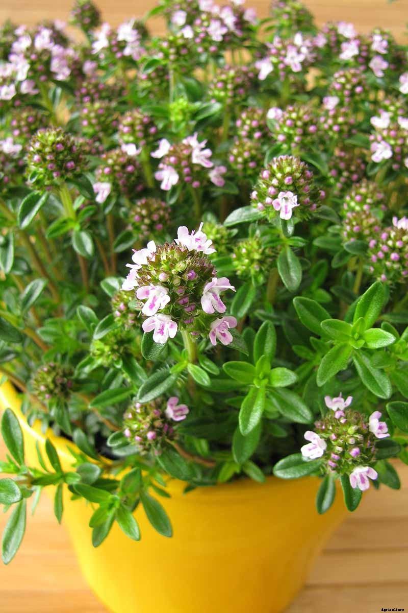 How to Grow Winter Savory