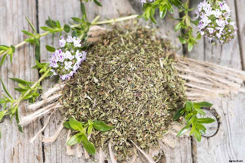 How to Grow Winter Savory