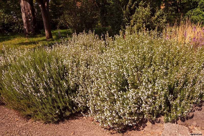 How to Grow Winter Savory