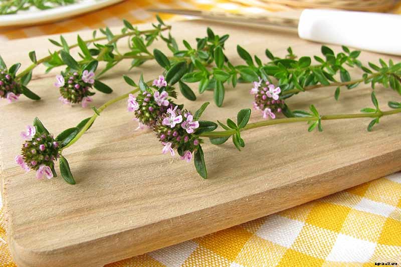 How to Grow Winter Savory