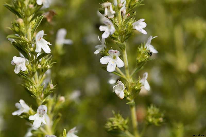 How to Grow Winter Savory