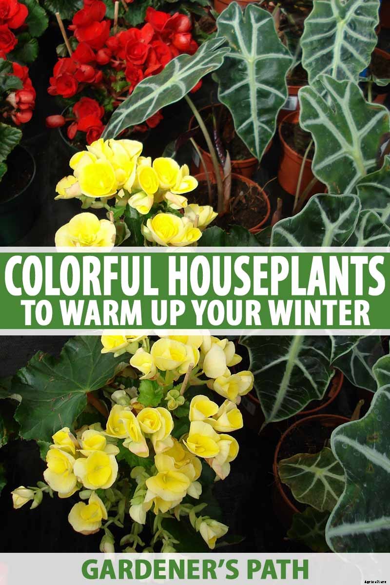23 Colorful Houseplants to Warm Up Your Home This Winter