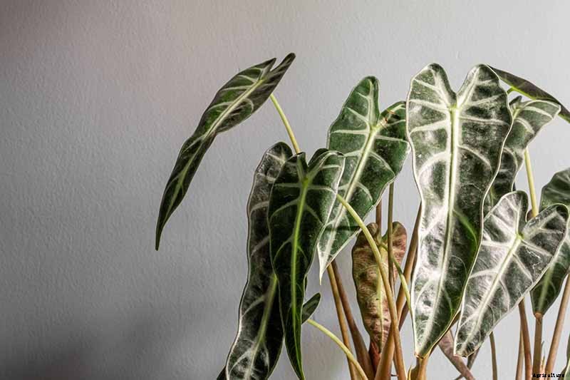 23 Colorful Houseplants to Warm Up Your Home This Winter