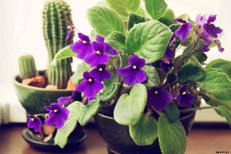 23 Colorful Houseplants to Warm Up Your Home This Winter
