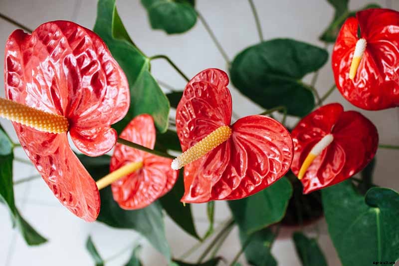 23 Colorful Houseplants to Warm Up Your Home This Winter