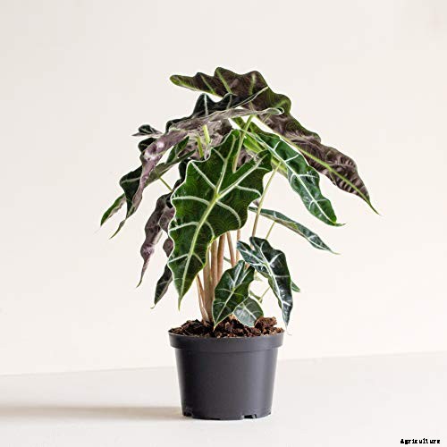 23 Colorful Houseplants to Warm Up Your Home This Winter