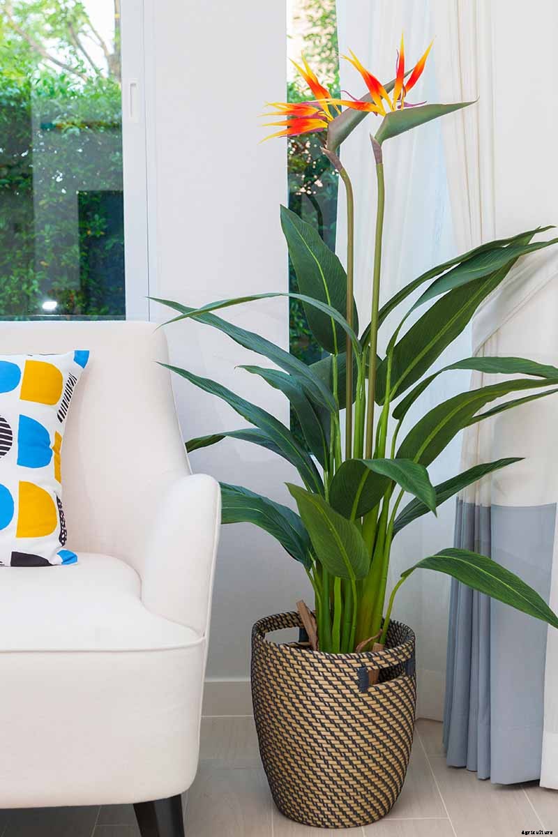23 Colorful Houseplants to Warm Up Your Home This Winter