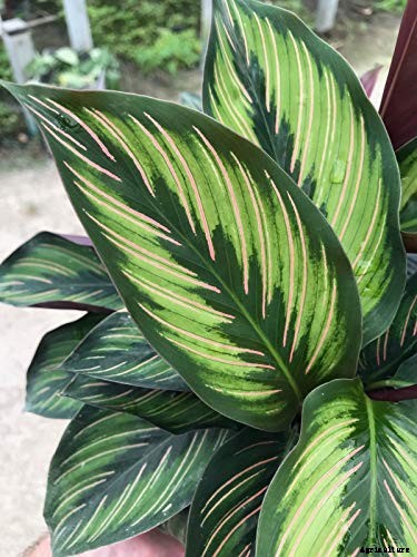 23 Colorful Houseplants to Warm Up Your Home This Winter