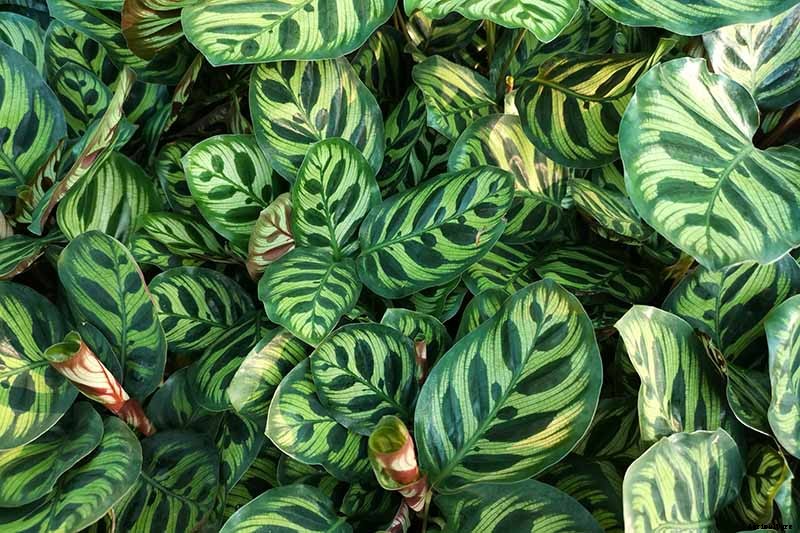 23 Colorful Houseplants to Warm Up Your Home This Winter
