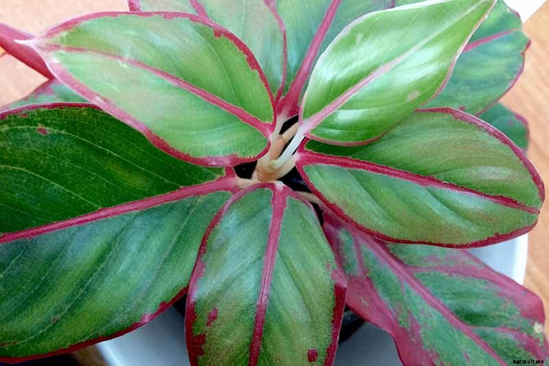 23 Colorful Houseplants to Warm Up Your Home This Winter