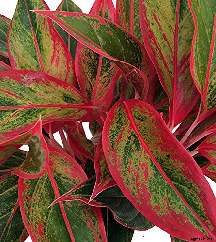 23 Colorful Houseplants to Warm Up Your Home This Winter