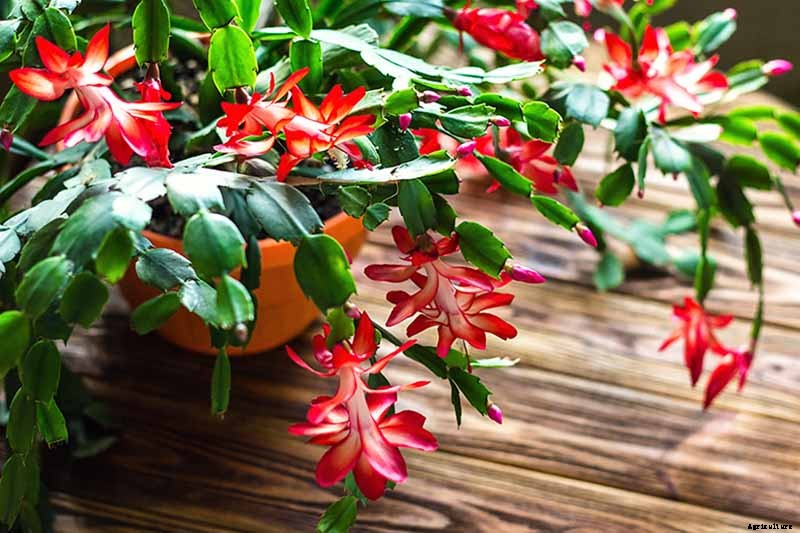 23 Colorful Houseplants to Warm Up Your Home This Winter