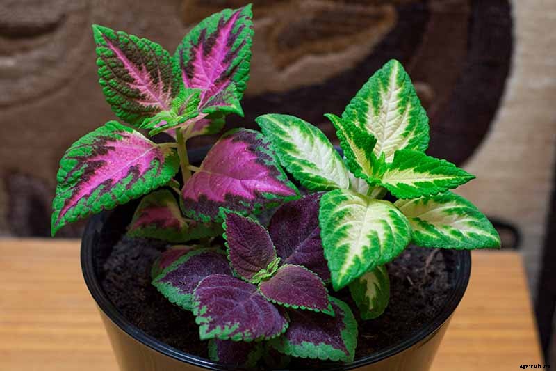 23 Colorful Houseplants to Warm Up Your Home This Winter