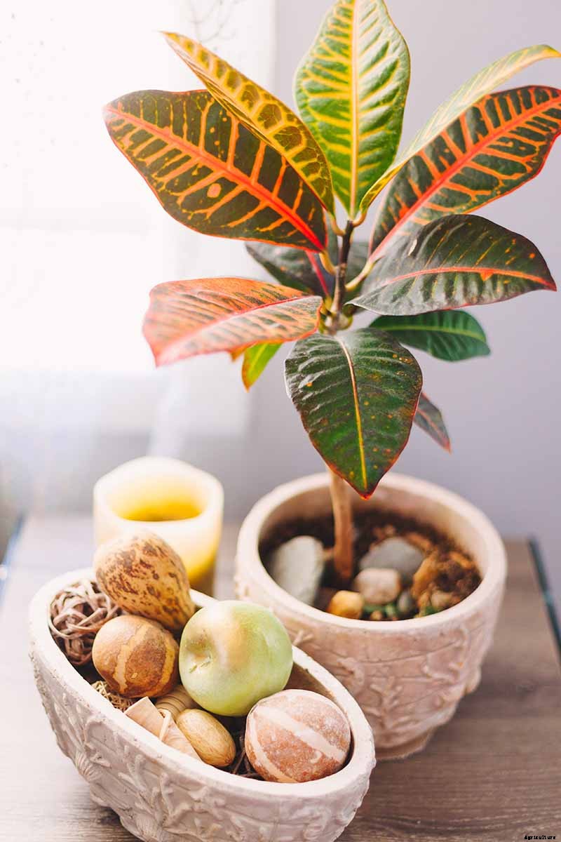 23 Colorful Houseplants to Warm Up Your Home This Winter
