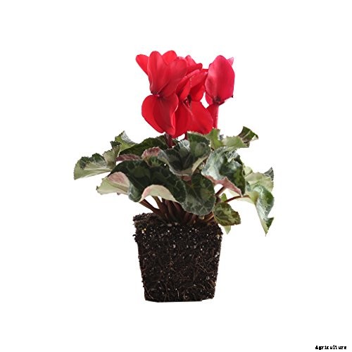 23 Colorful Houseplants to Warm Up Your Home This Winter