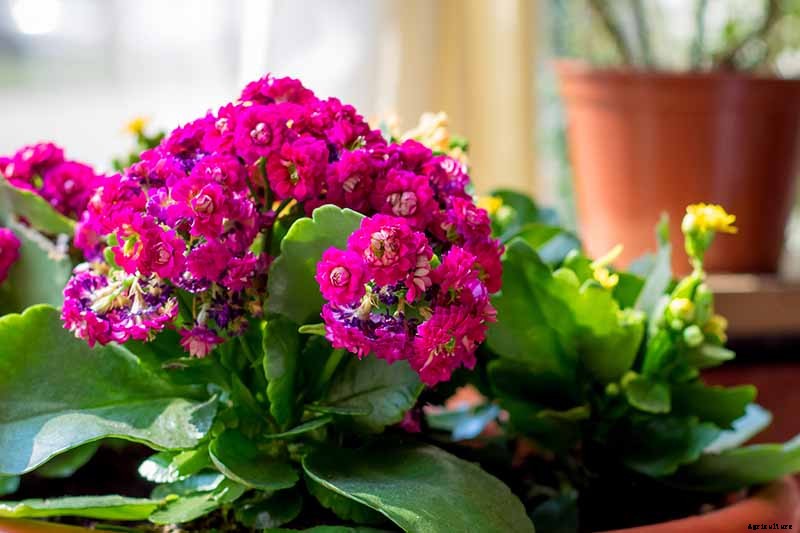 23 Colorful Houseplants to Warm Up Your Home This Winter