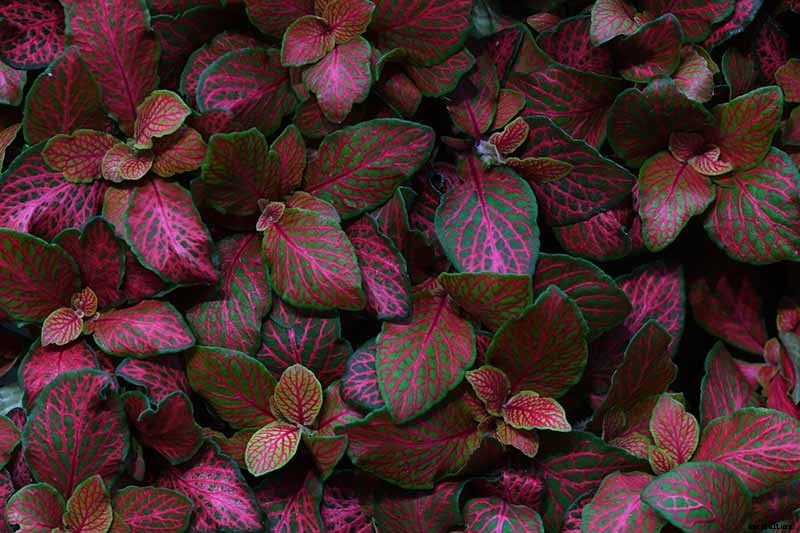 23 Colorful Houseplants to Warm Up Your Home This Winter