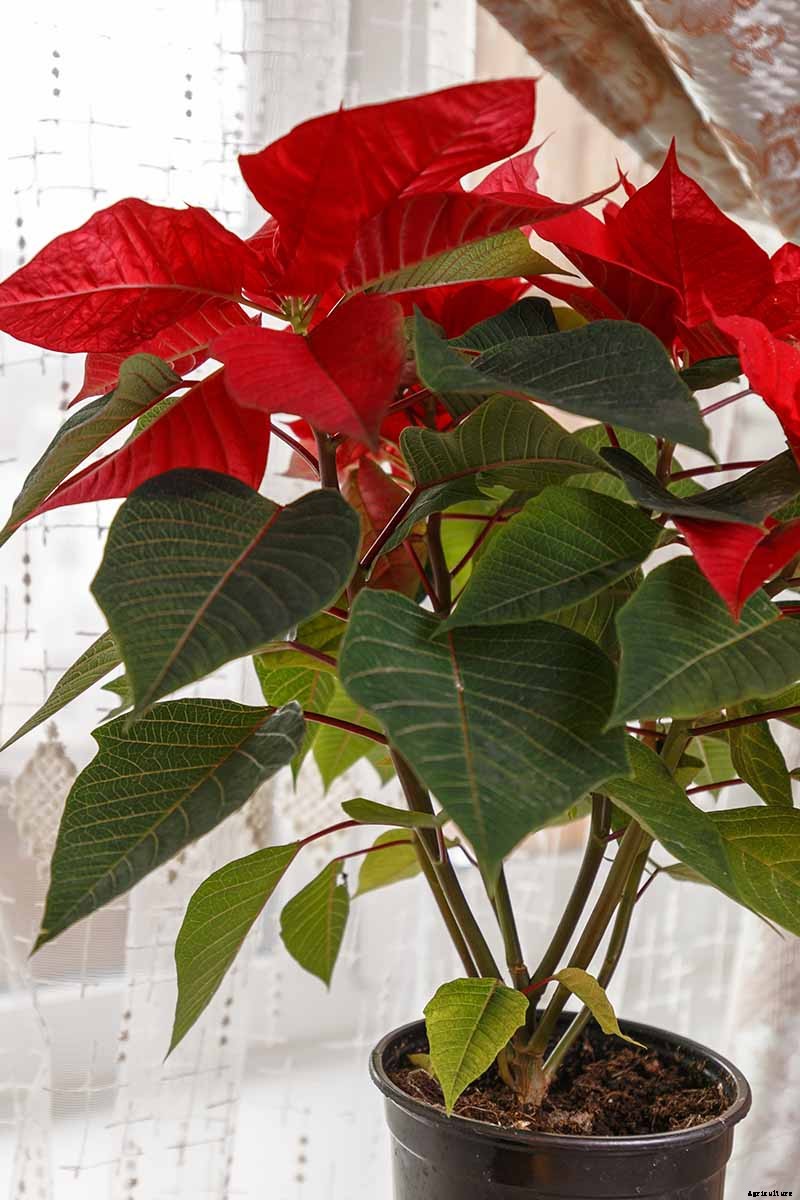 23 Colorful Houseplants to Warm Up Your Home This Winter