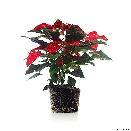 23 Colorful Houseplants to Warm Up Your Home This Winter