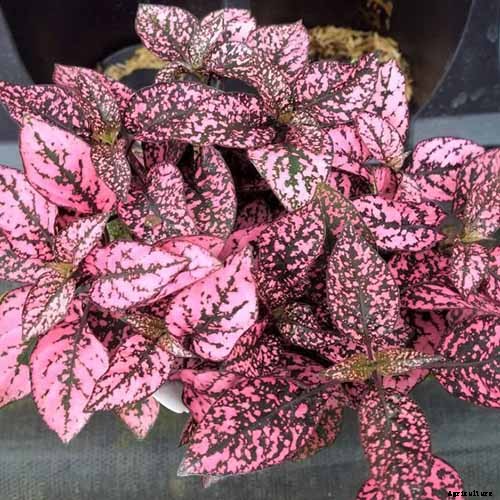 23 Colorful Houseplants to Warm Up Your Home This Winter