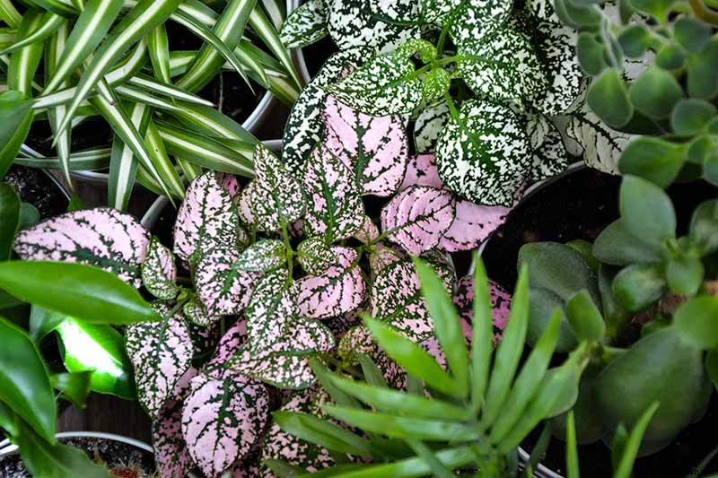 23 Colorful Houseplants to Warm Up Your Home This Winter
