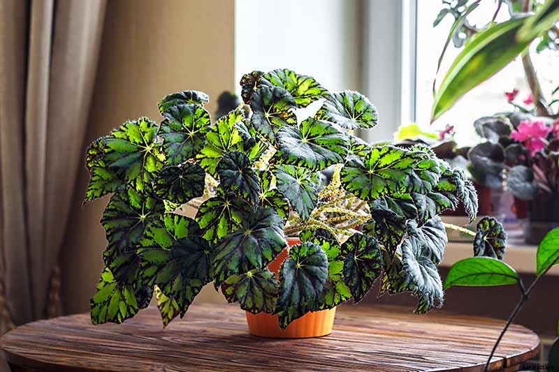 23 Colorful Houseplants to Warm Up Your Home This Winter