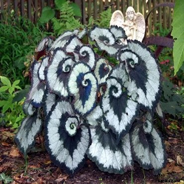 23 Colorful Houseplants to Warm Up Your Home This Winter