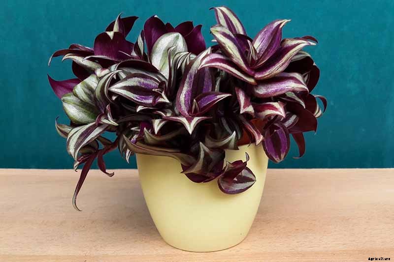 23 Colorful Houseplants to Warm Up Your Home This Winter