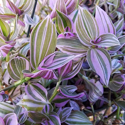 23 Colorful Houseplants to Warm Up Your Home This Winter