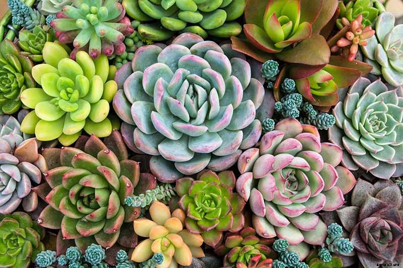 23 Colorful Houseplants to Warm Up Your Home This Winter