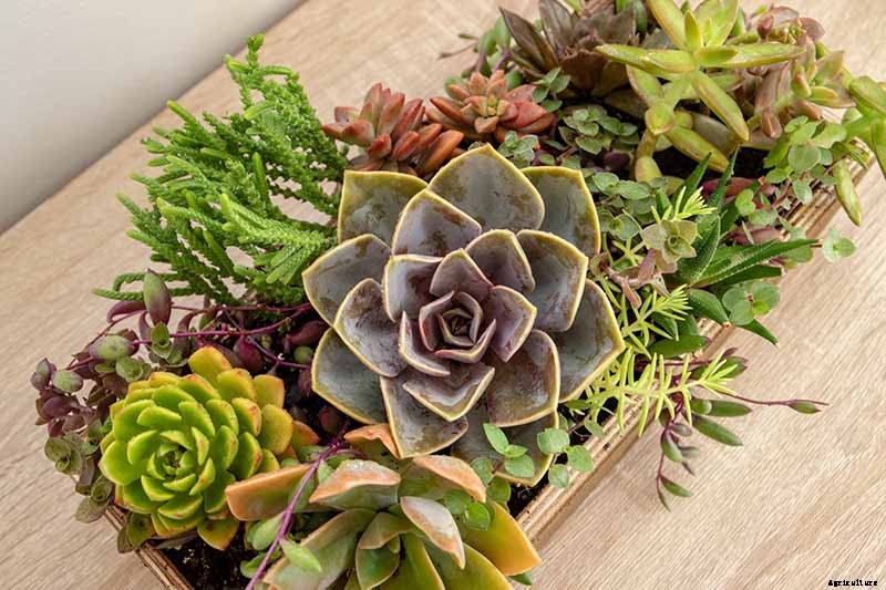 23 Colorful Houseplants to Warm Up Your Home This Winter