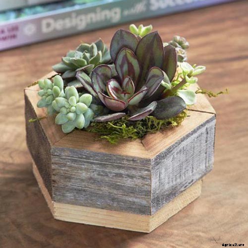 23 Colorful Houseplants to Warm Up Your Home This Winter