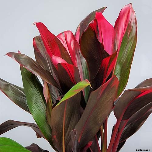 23 Colorful Houseplants to Warm Up Your Home This Winter
