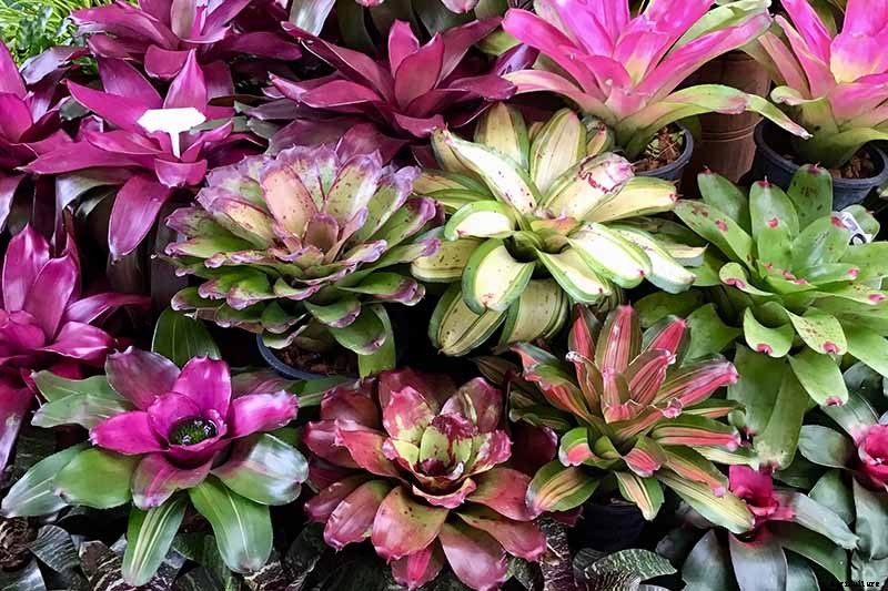 23 Colorful Houseplants to Warm Up Your Home This Winter