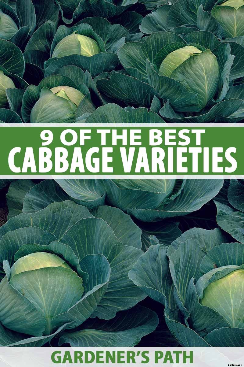 9 of the Best Cabbage Varieties to Grow at Home