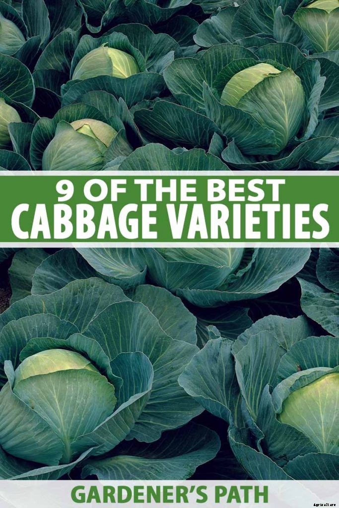 9 of the Best Cabbage Varieties to Grow at Home