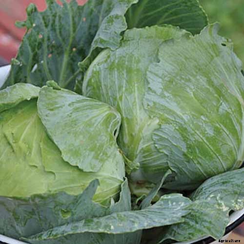 9 of the Best Cabbage Varieties to Grow at Home
