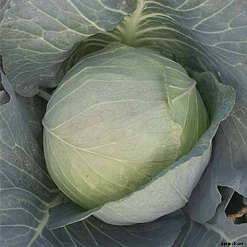 9 of the Best Cabbage Varieties to Grow at Home