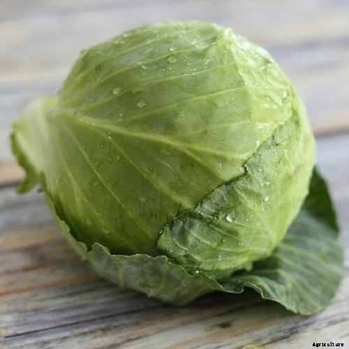 9 of the Best Cabbage Varieties to Grow at Home