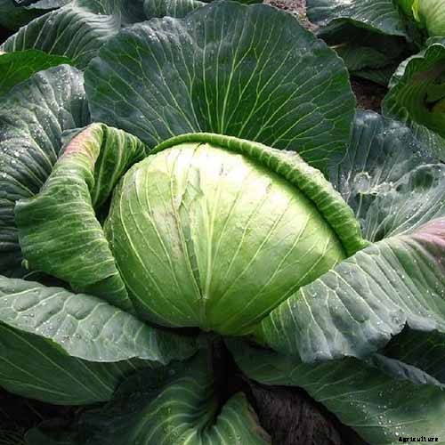9 of the Best Cabbage Varieties to Grow at Home