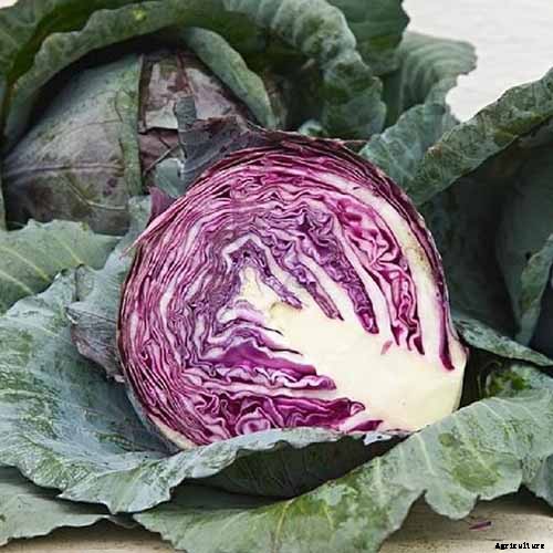 9 of the Best Cabbage Varieties to Grow at Home